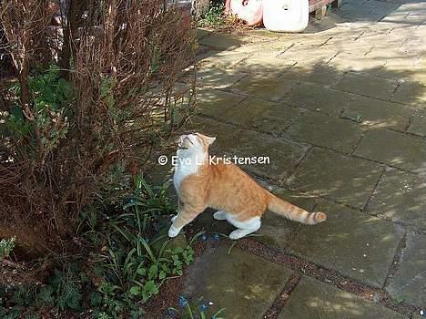 Blanding af racer Vimse *forsvundet* billede 14