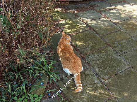 Blanding af racer Vimse *forsvundet* billede 15