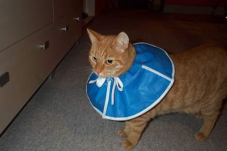 Blanding af racer missi #DØD# - En ny type krave som er meget bedre end de gamle stive af plastic billede 8