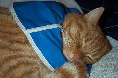 Blanding af racer missi #DØD# billede 9