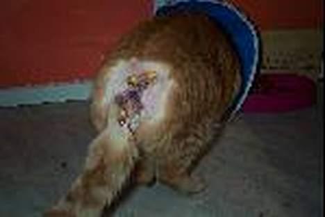 Blanding af racer missi #DØD# - et billede fra Missi havde den der byld.. billede 10