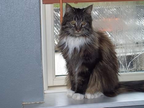 Maine Coon Bastian - første dag i mit nye hjem, oger faldet til billede 1