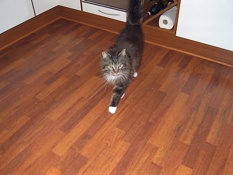 Maine Coon Bastian - første dag i mit nye hjem, og se hvordan jeg gør mig til  billede 2