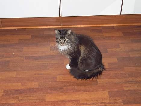 Maine Coon Bastian - første dag i mit nye hjem billede 3