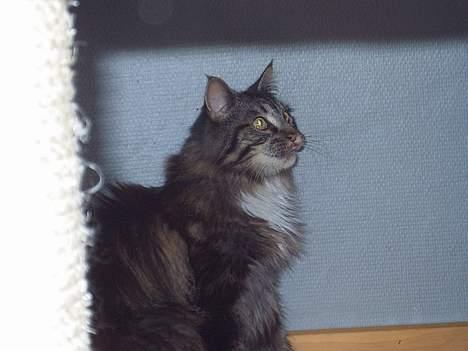 Maine Coon Bastian - første dag i mit nye hjem billede 4