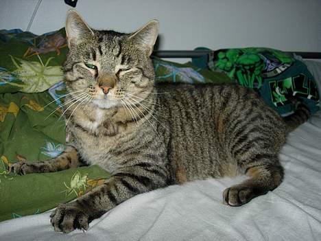 Blanding af racer Tiger billede 13