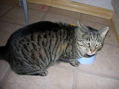 Blanding af racer Tiger billede 14