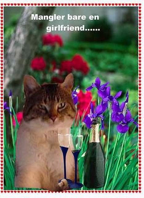 Huskat alex max band - min score mis... billede 11