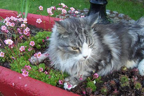 Maine Coon Kasper  -Død- - ihh kasper ligger du i mor`s blomster?<3 hehe billede 18