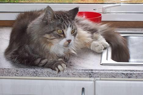 Maine Coon Kasper  -Død- - øhh. hej <,.3 billede 19