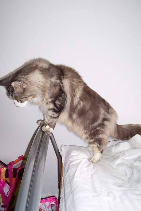 Maine Coon Kasper  -Død- - Er der noget der nede? <3 billede 20