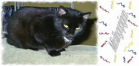 Huskat Misling  - Ligger i døren  billede 1