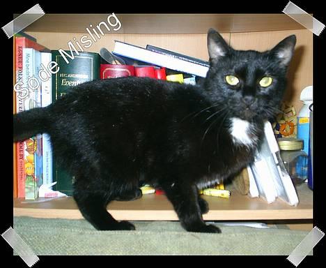 Huskat Misling  - står på mine pude  billede 3