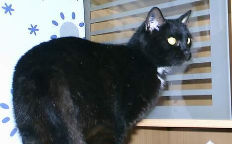 Huskat Misling  billede 4