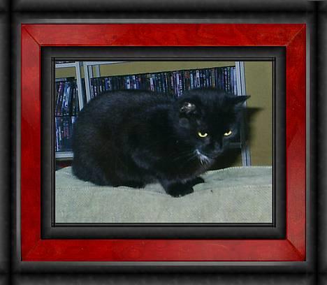 Huskat Misling  - man er vel nysgerrig  billede 5