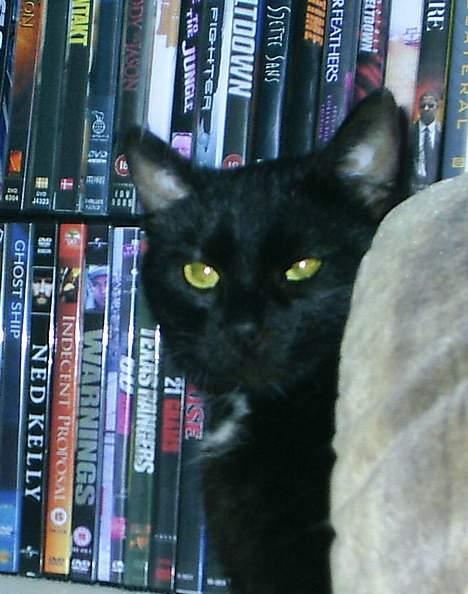 Huskat Misling  - Jeg lurer lige frem *SS* billede 6