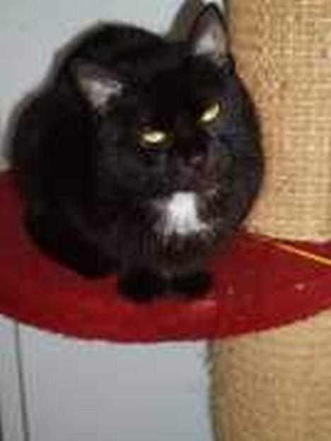 Huskat Misling  - Misling på kattehjemmet  billede 7