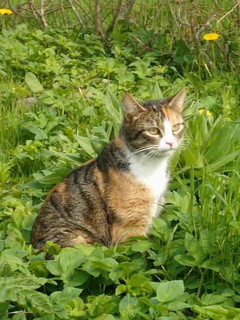 Blanding af racer minnie billede 11