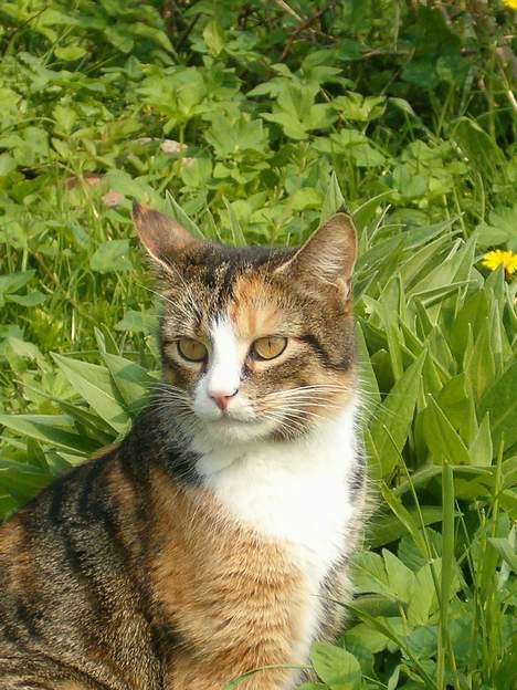 Blanding af racer minnie billede 12