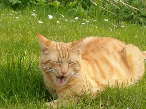 Blanding af racer bølle billede 11