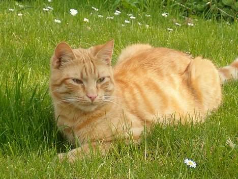 Blanding af racer bølle billede 12