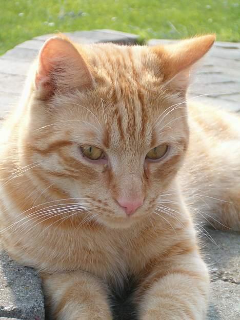 Blanding af racer bølle billede 13