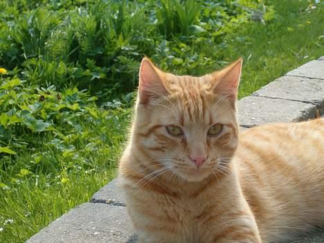 Blanding af racer bølle billede 14