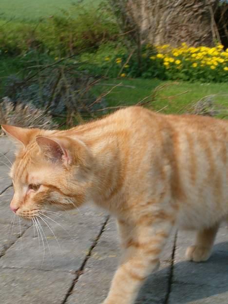 Blanding af racer bølle billede 15