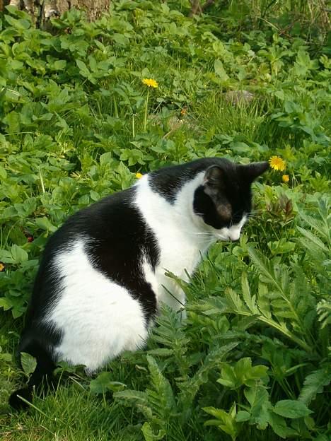 Blanding af racer basse billede 11