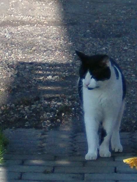 Blanding af racer basse billede 13