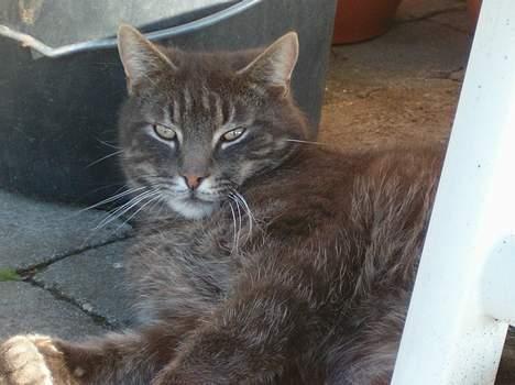 Blanding af racer bandit billede 11