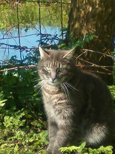 Blanding af racer bandit billede 12