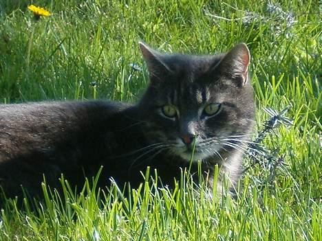 Blanding af racer bandit billede 13