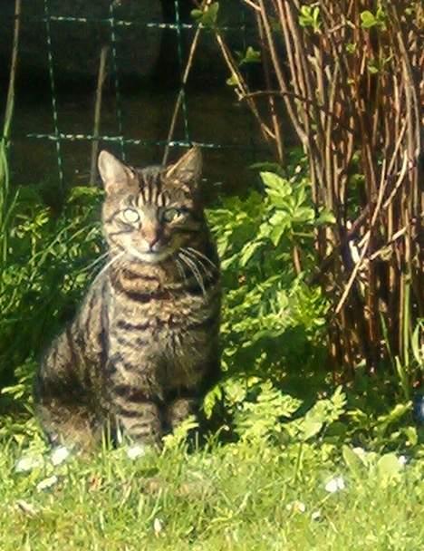 Blanding af racer Bisse billede 11