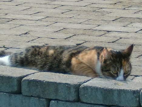 Blanding af racer minnie billede 13