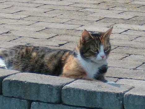 Blanding af racer minnie billede 14