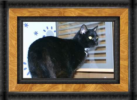 Huskat Misling  - Misling med ramme  billede 8