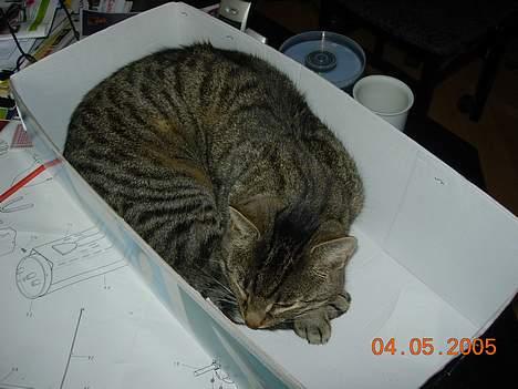 Blanding af racer Tiger billede 15