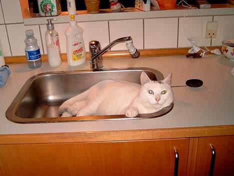 Blanding af racer minnie billede 2