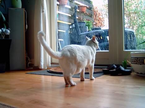 Blanding af racer minnie - Når enden er god er alting godt. billede 3