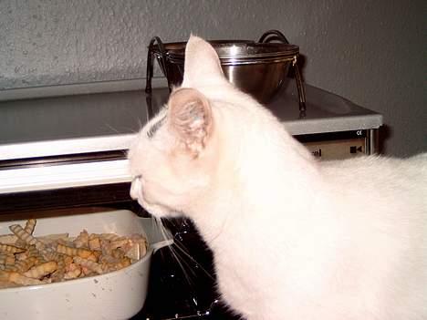 Blanding af racer minnie - mad se der der er mad nammmmm billede 4