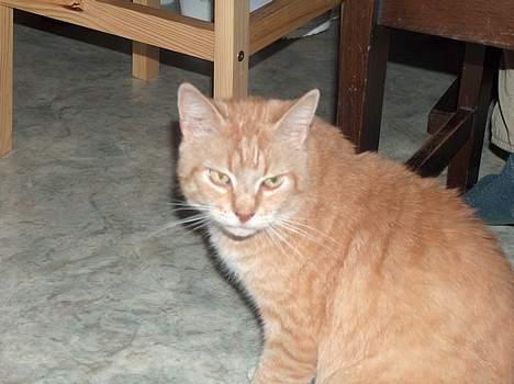 Blanding af racer Sørnsen (Død.. *SNØFT!*) - Hej Med Jer .. (: billede 1