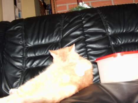 Blanding af racer Sørnsen (Død.. *SNØFT!*) - kan man nu ikk vaske sig i fred??? Det er lidt dårligt, men der kommer nok et nyt.. billede 2