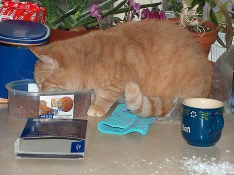 Blanding af racer Sørnsen (Død.. *SNØFT!*) - nam nam mad! billede 3