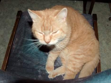 Blanding af racer Sørnsen (Død.. *SNØFT!*) - Halløj .. c,") billede 4