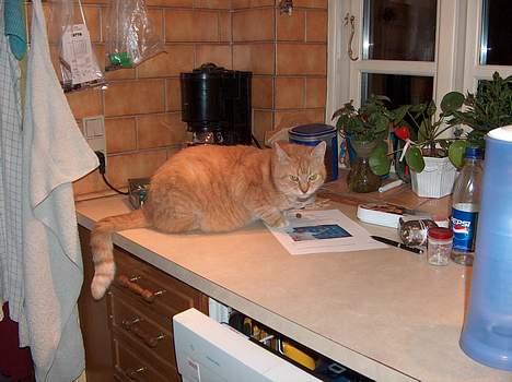 Blanding af racer Sørnsen (Død.. *SNØFT!*) - kan man ikk læse i fred??? billede 5