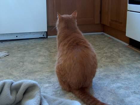 Blanding af racer Sørnsen (Død.. *SNØFT!*) - sørnsen bagfra.... billede 6