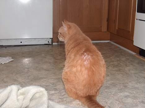 Blanding af racer Sørnsen (Død.. *SNØFT!*) - hvad er det... billede 7