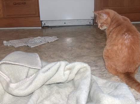 Blanding af racer Sørnsen (Død.. *SNØFT!*) - Er det en mus??? billede 8