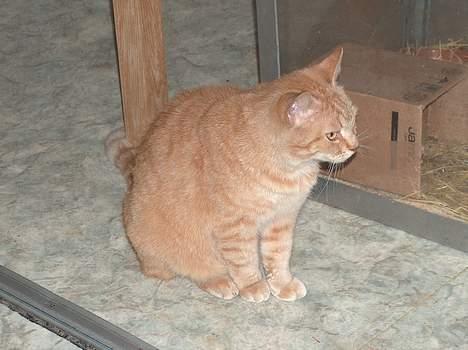 Blanding af racer Sørnsen (Død.. *SNØFT!*) - hmmmm, gider ikk lige nu! billede 10